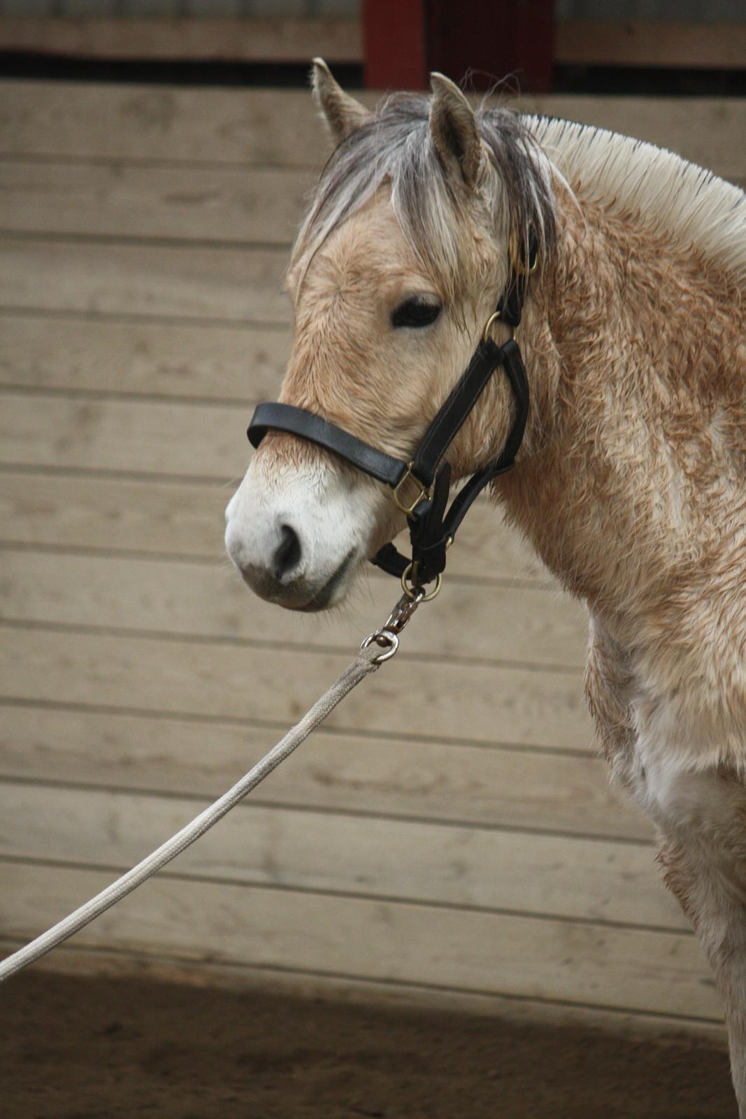 Fjordhest Ørvads lano billede 21