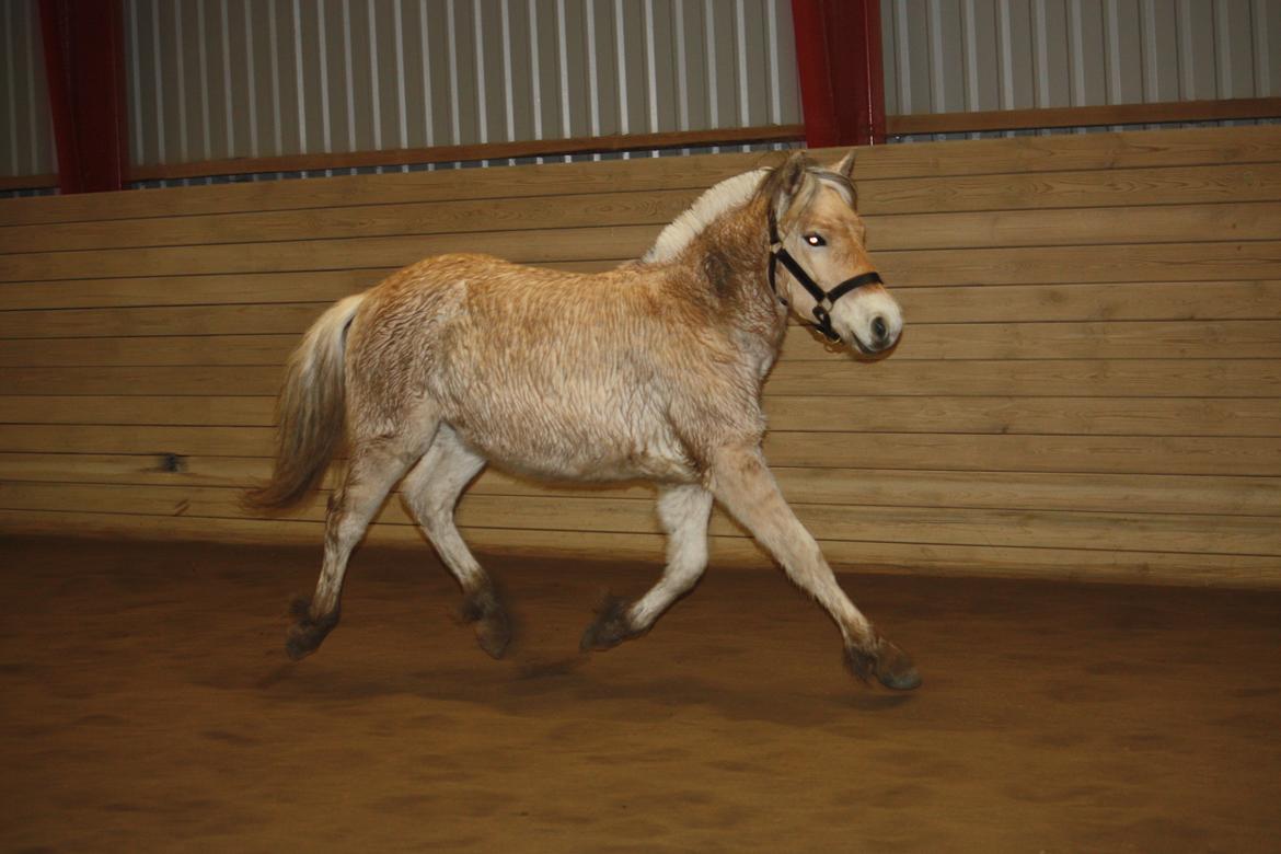 Fjordhest Ørvads lano billede 22