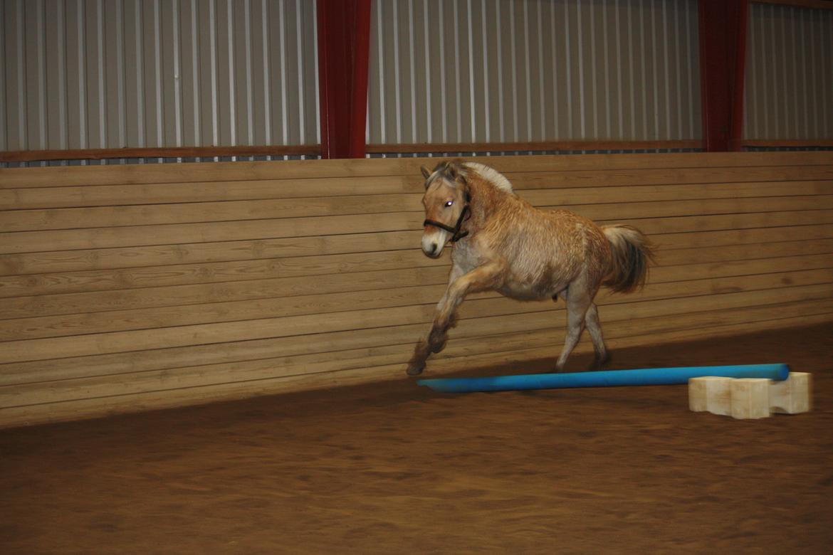 Fjordhest Ørvads lano billede 23