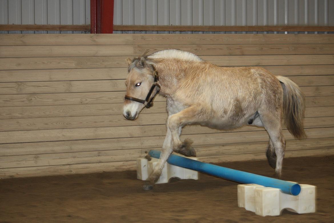 Fjordhest Ørvads lano billede 24