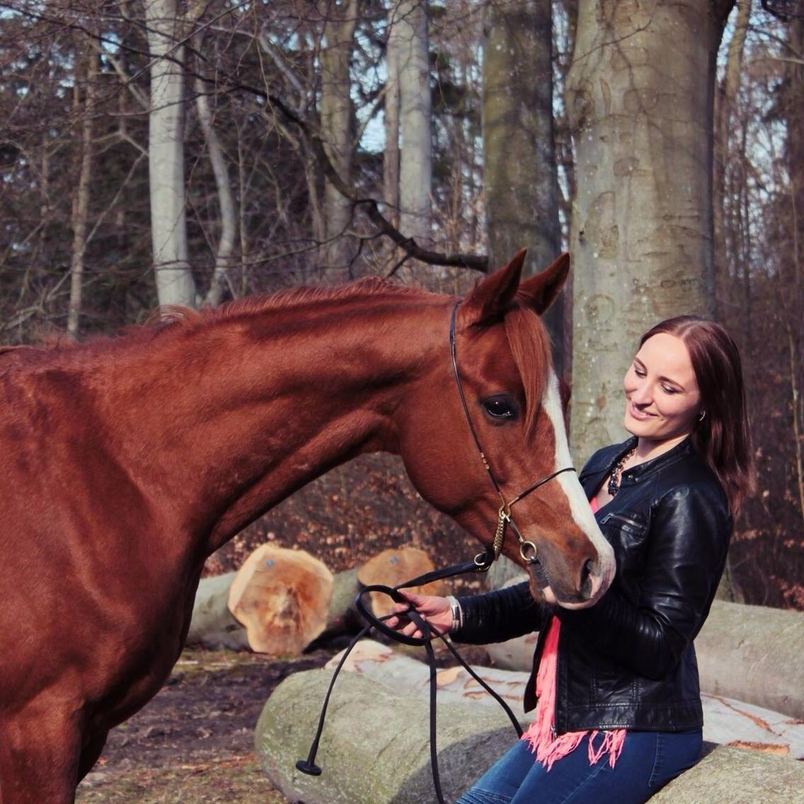 Arabisk fuldblod (OX) HO-Cosmos Jack billede 19