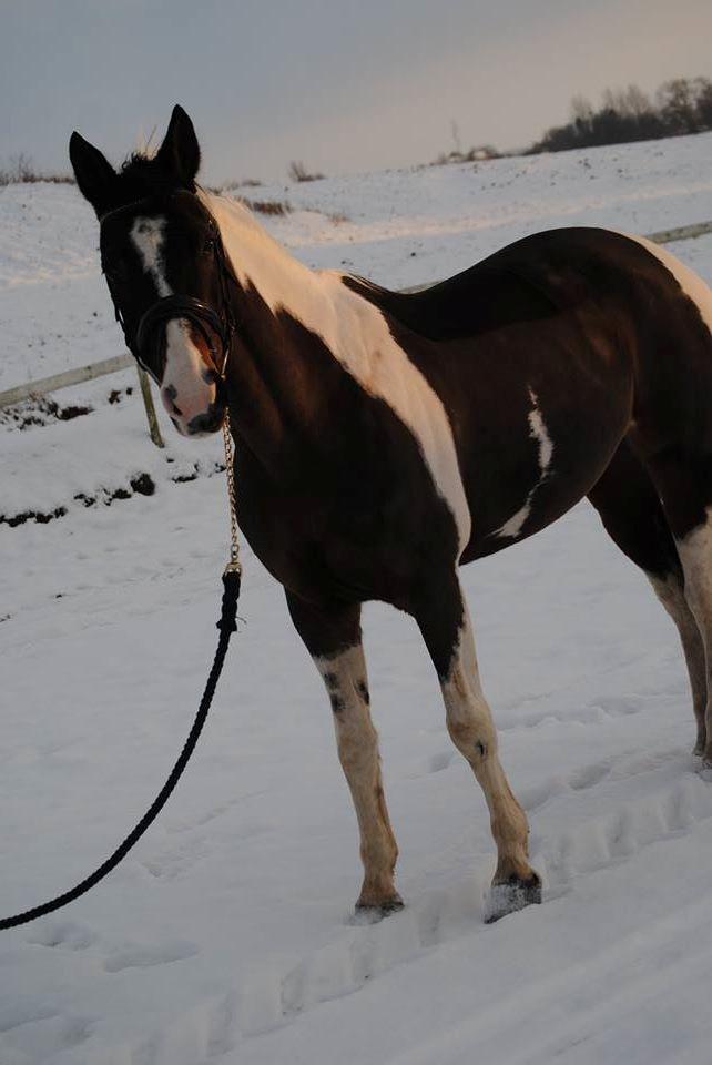 Pinto Vadekærgårds lille my billede 3