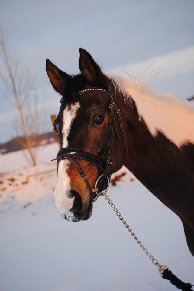Pinto Vadekærgårds lille my billede 1