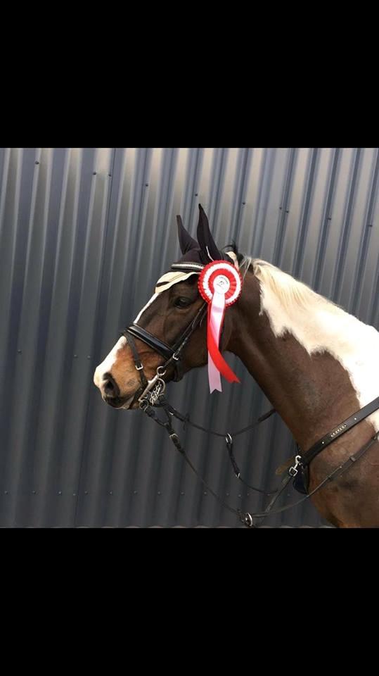 Pinto Vadekærgårds lille my billede 4