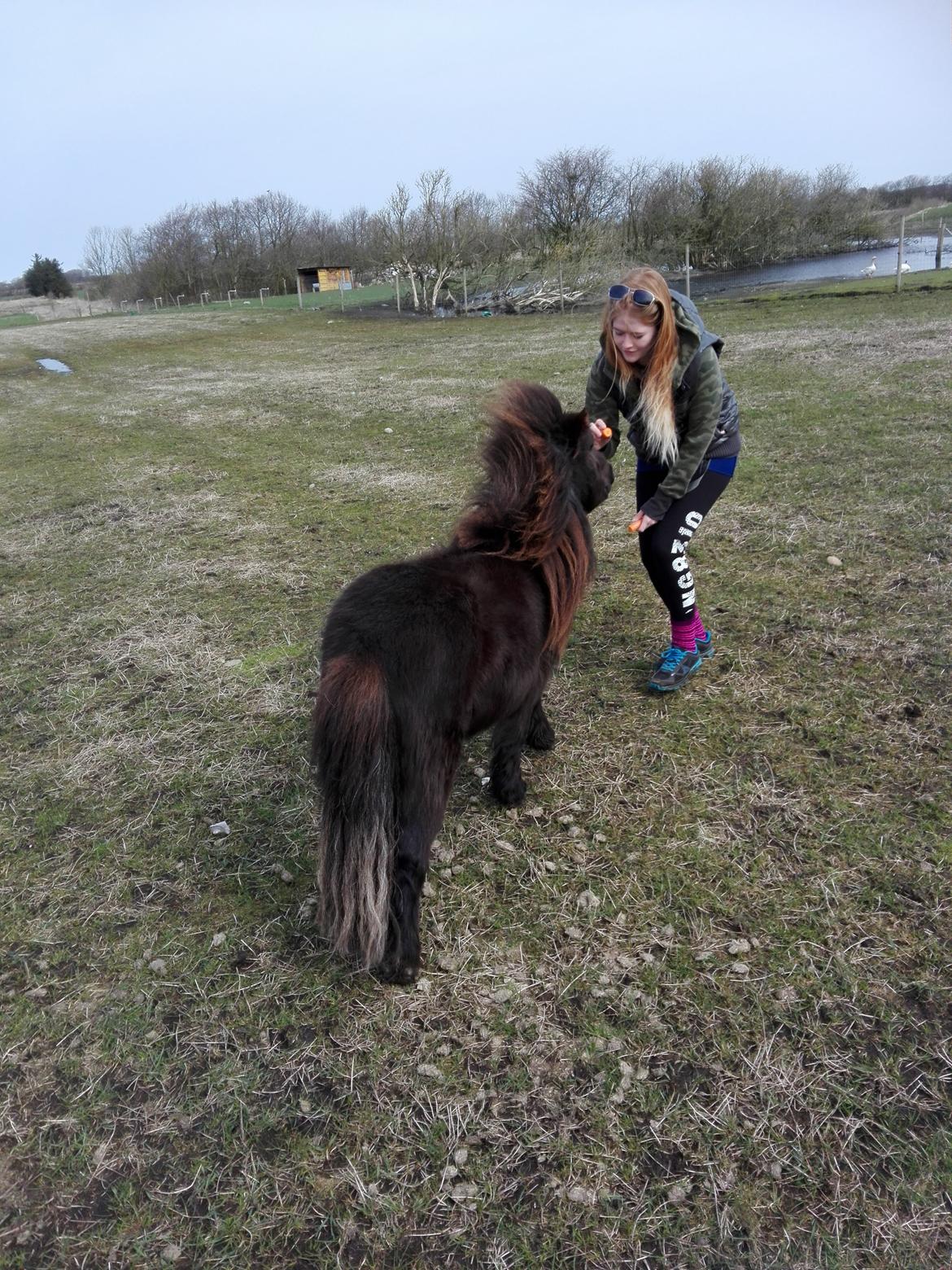 Anden særlig race Kloster's Diamond Aika billede 3