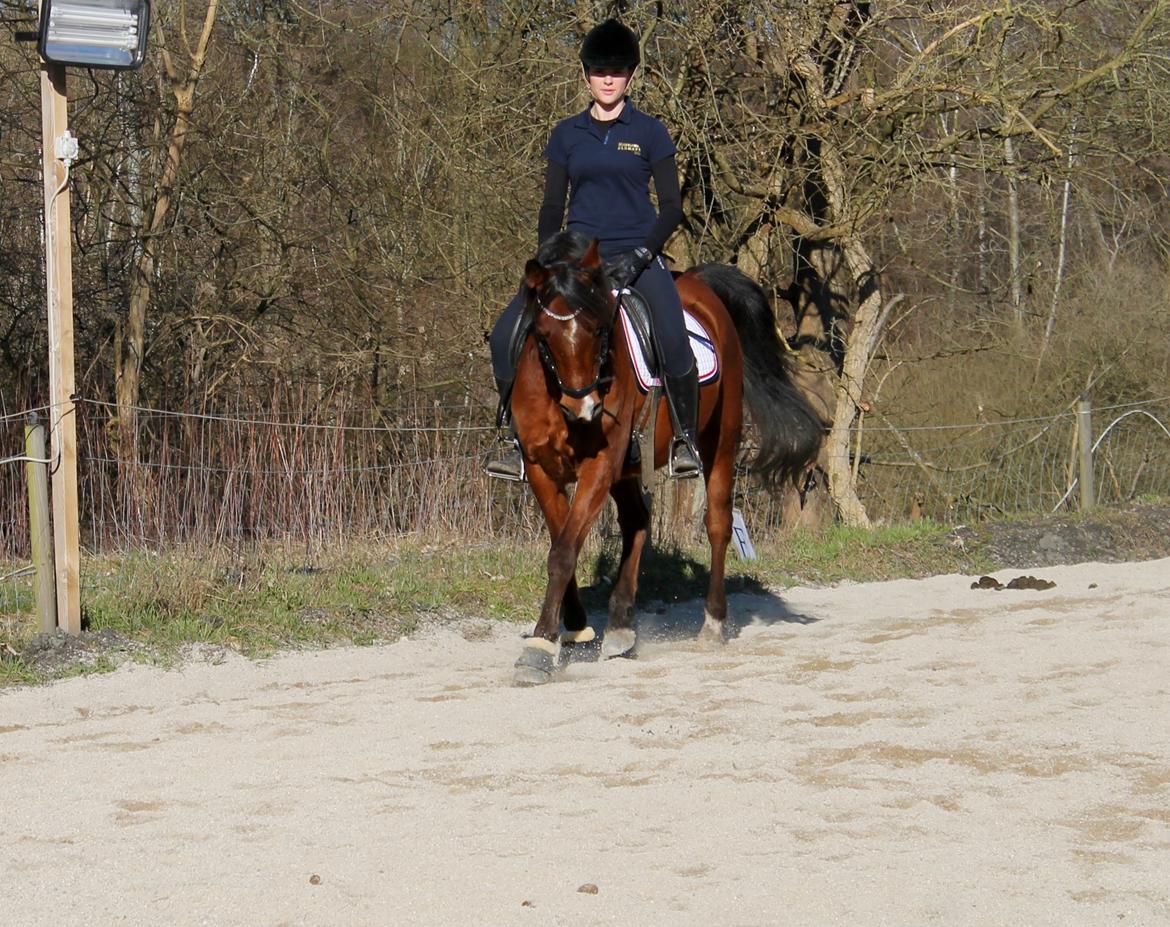 Arabisk fuldblod (OX) Nassim OX billede 15