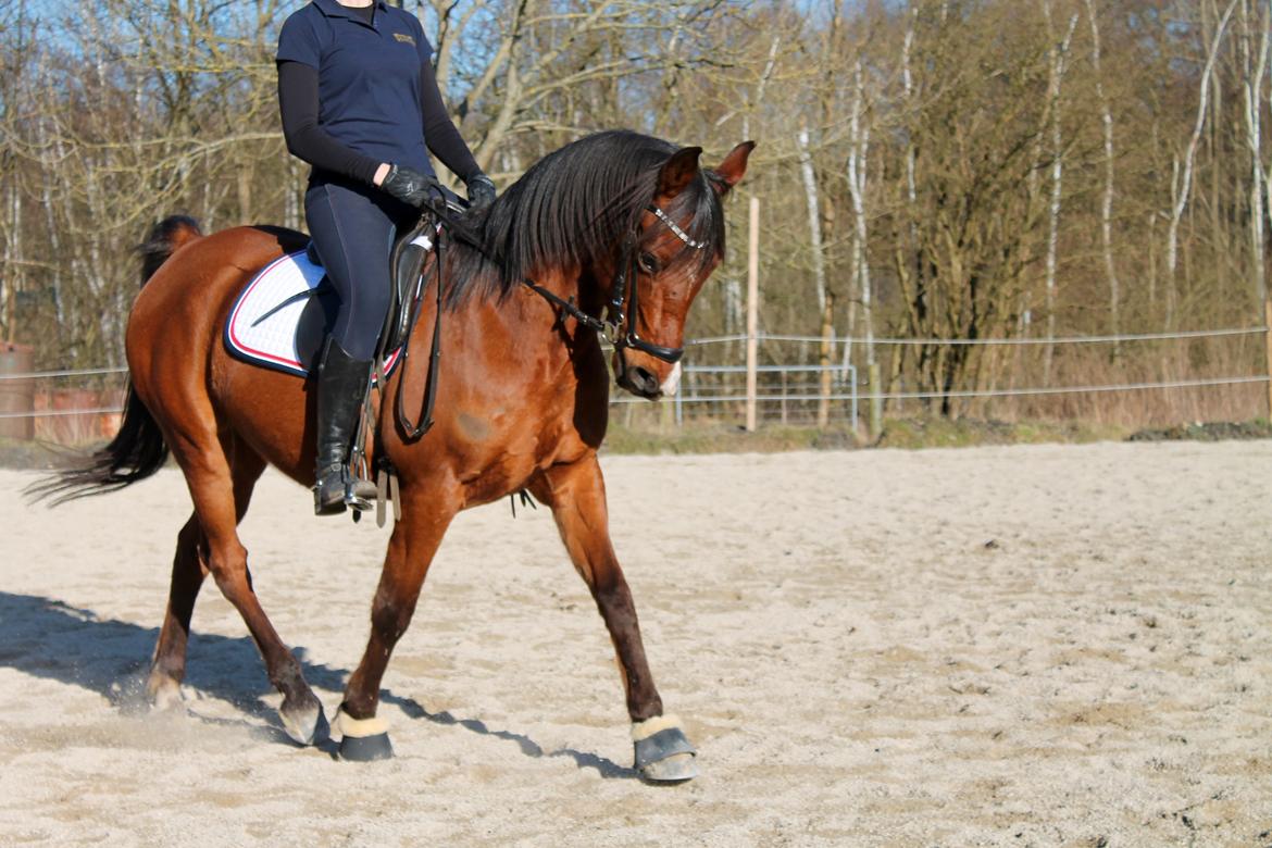 Arabisk fuldblod (OX) Nassim OX billede 6