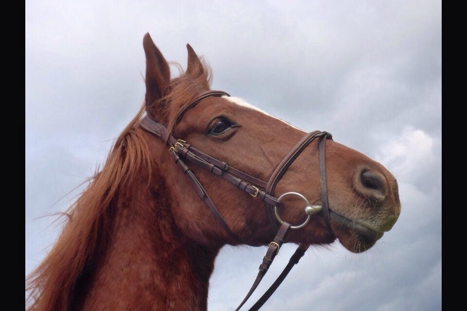 Anden særlig race RATATA - Tjaeh.. man kan vel ikke klage over hans udseende, fra 2015 billede 7