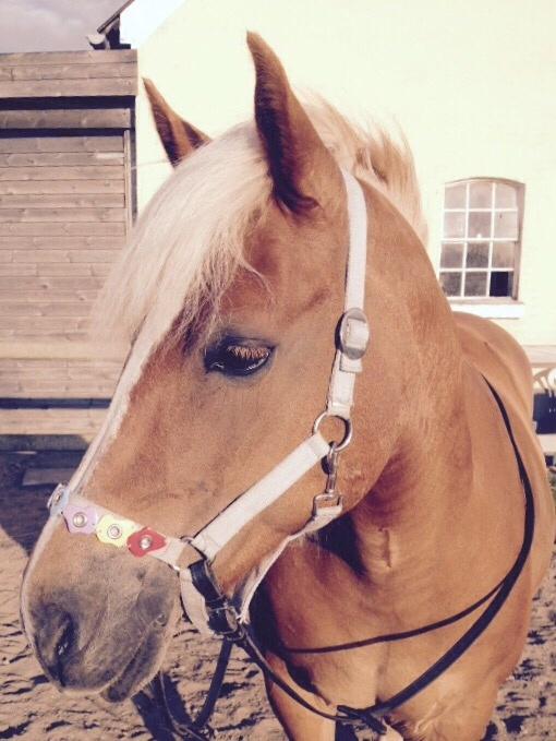 Anden særlig race Ellegårdens Golden Girl (HELPART) billede 2