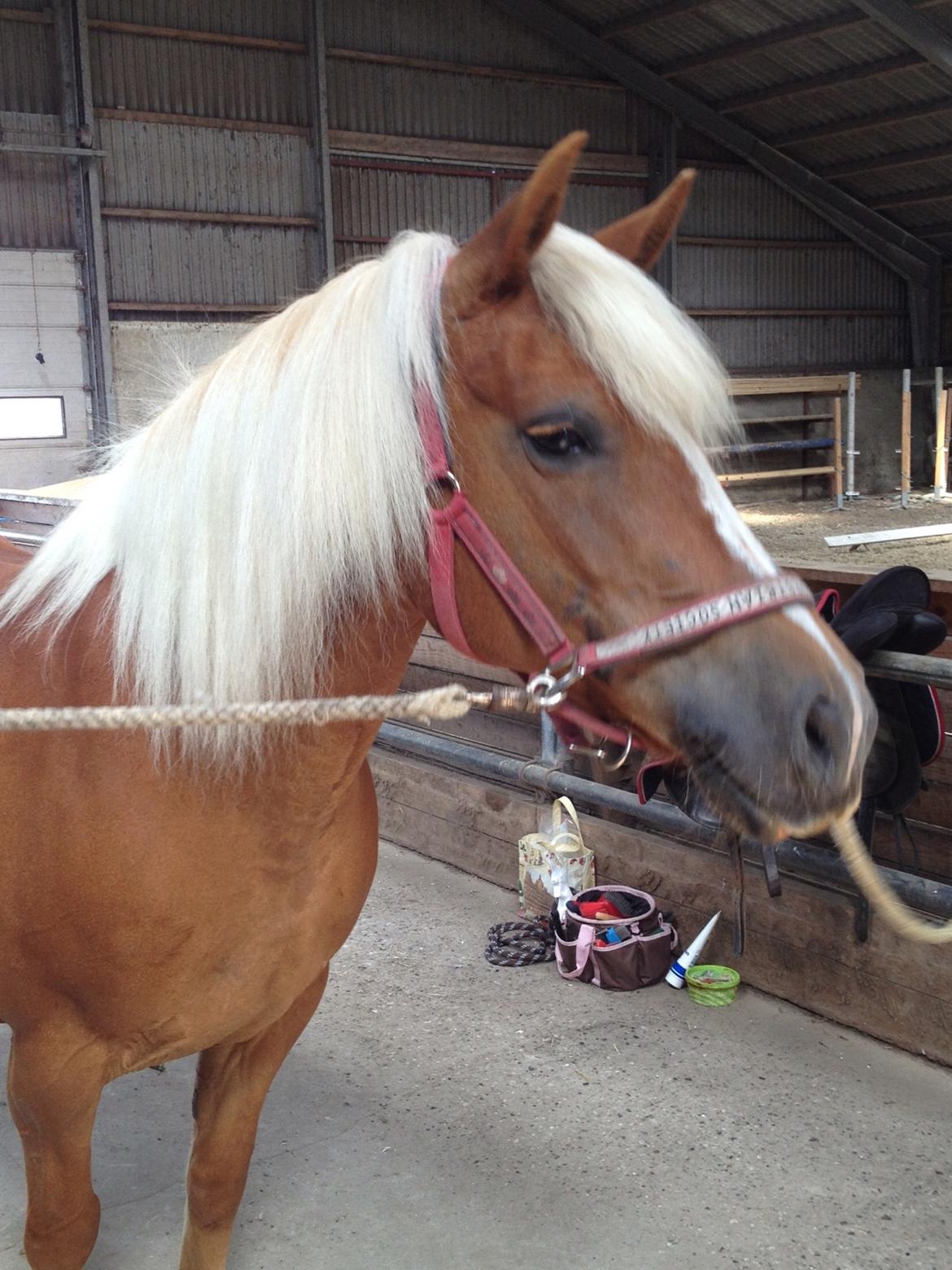 Anden særlig race Ellegårdens Golden Girl (HELPART) billede 1