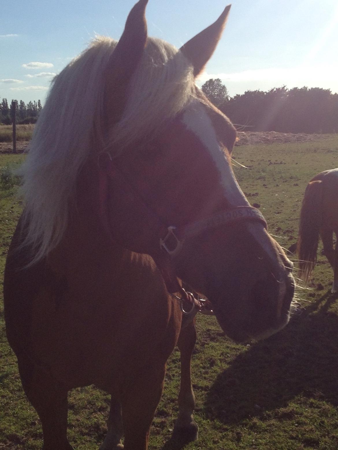 Anden særlig race Ellegårdens Golden Girl (HELPART) billede 3