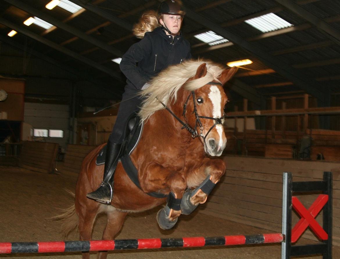 Anden særlig race Ellegårdens Golden Girl (HELPART) billede 5