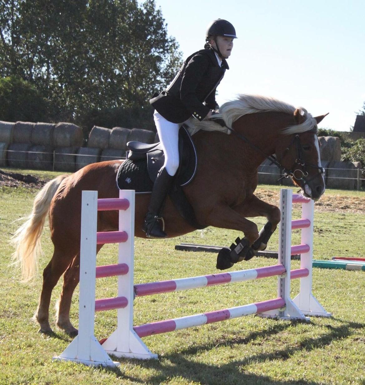 Anden særlig race Ellegårdens Golden Girl (HELPART) billede 4