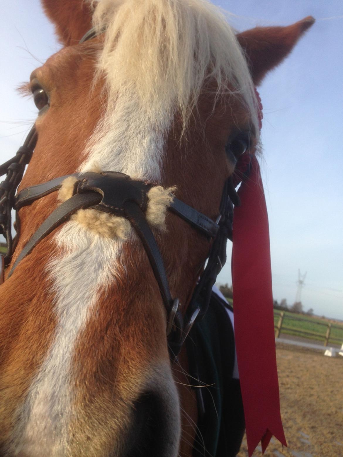 Anden særlig race Ellegårdens Golden Girl (HELPART) billede 7