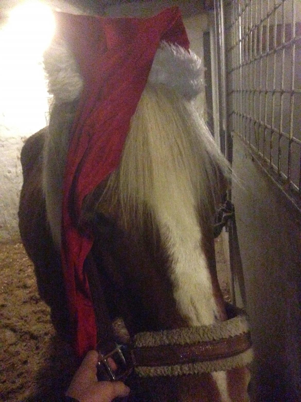 Anden særlig race Ellegårdens Golden Girl (HELPART) billede 6