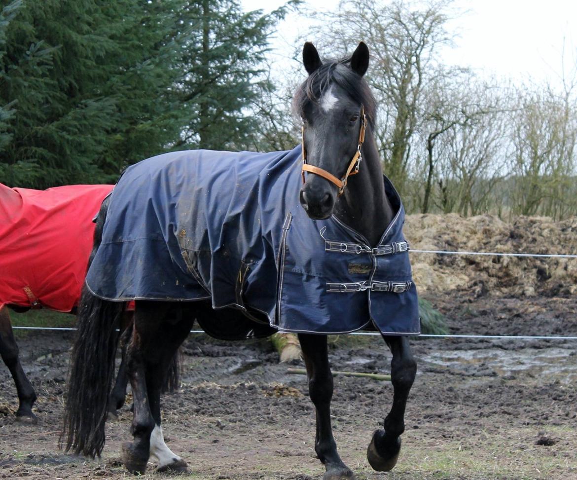 Anden særlig race Lightning R.I.P :'( billede 1
