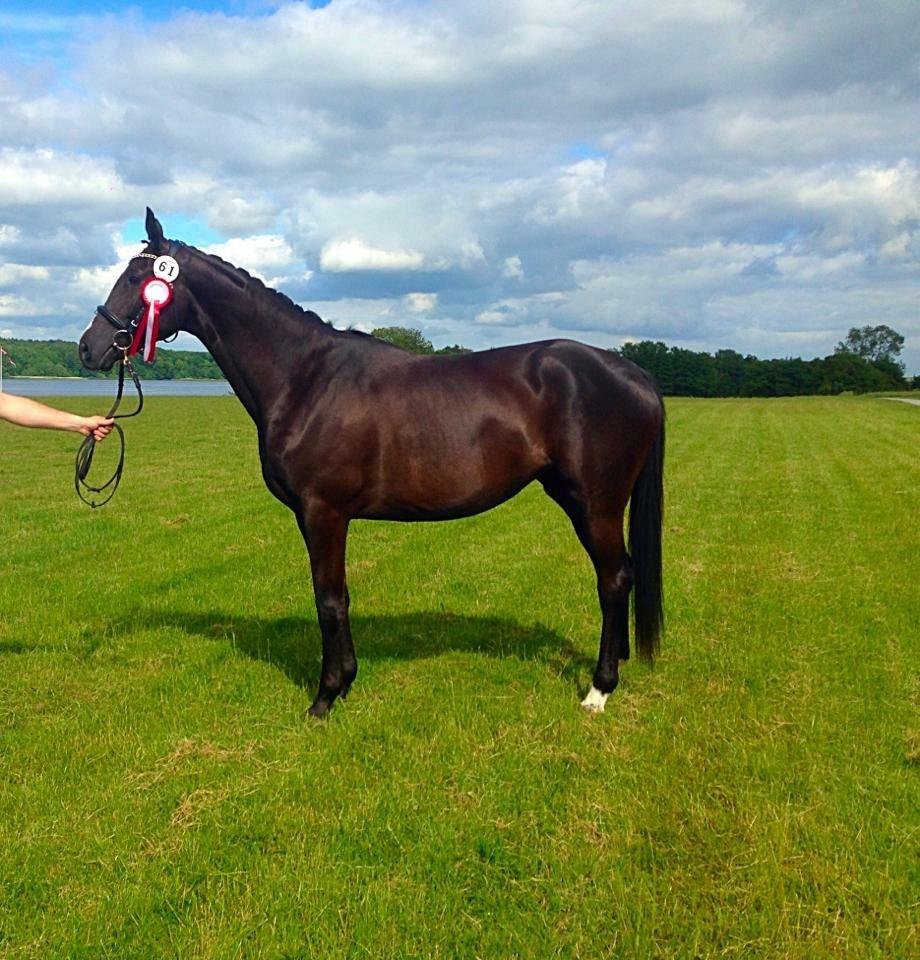 Trakehner Belle noir billede 1