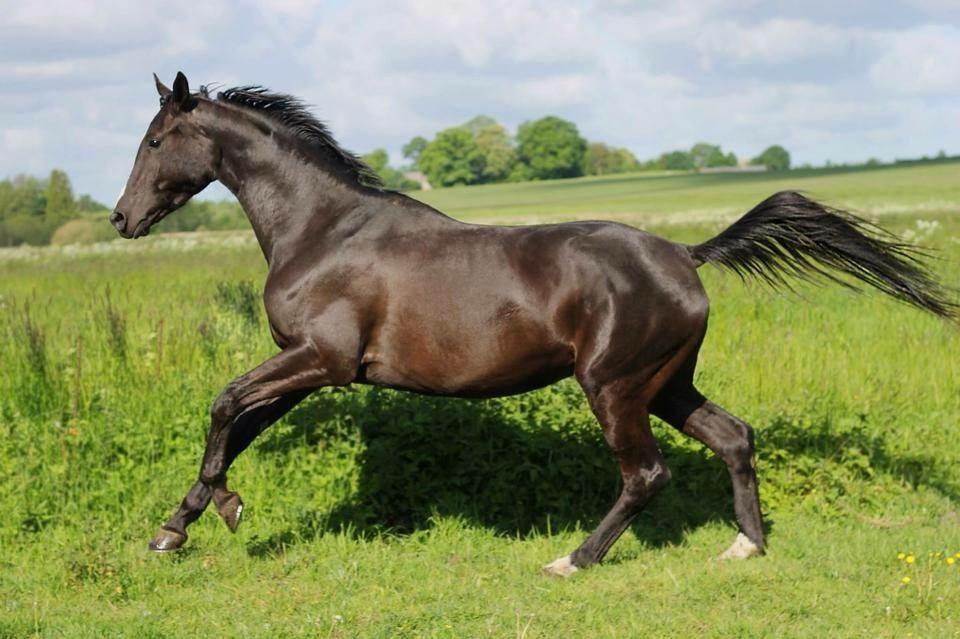 Trakehner Belle noir billede 3