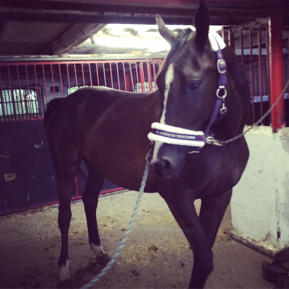 Trakehner Belle noir billede 4