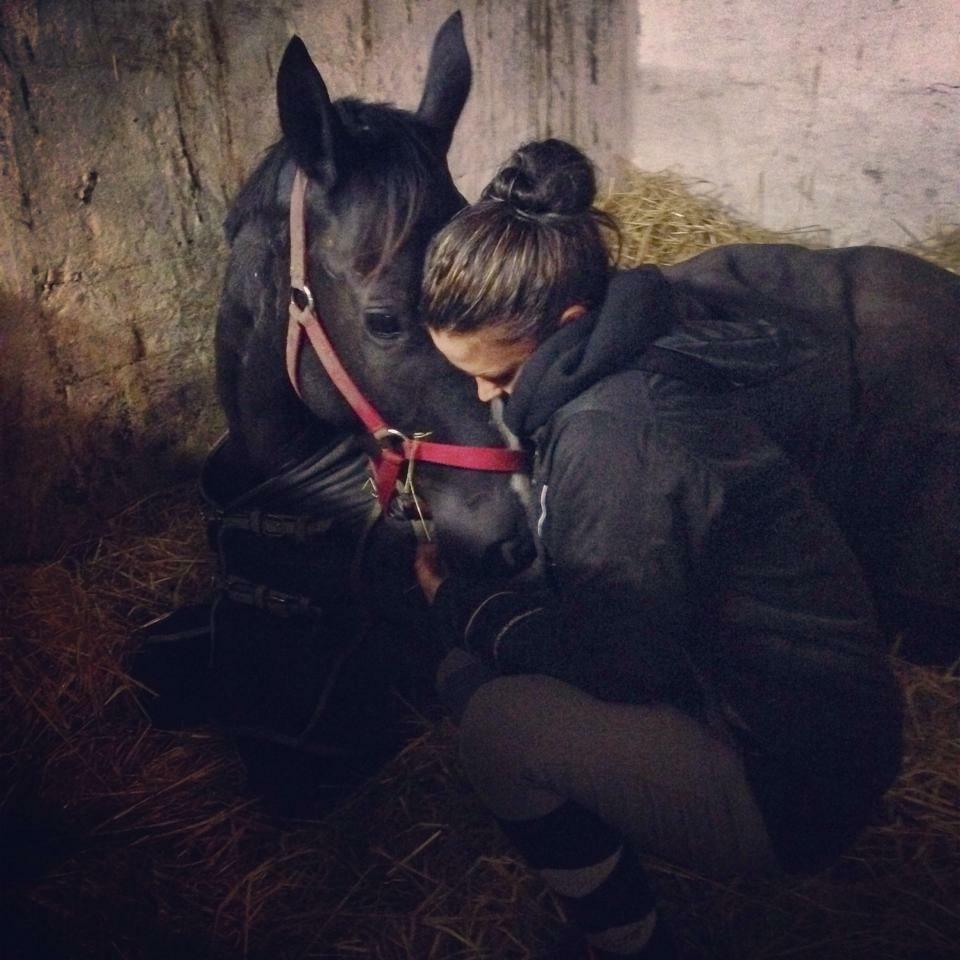 Trakehner Belle noir billede 5