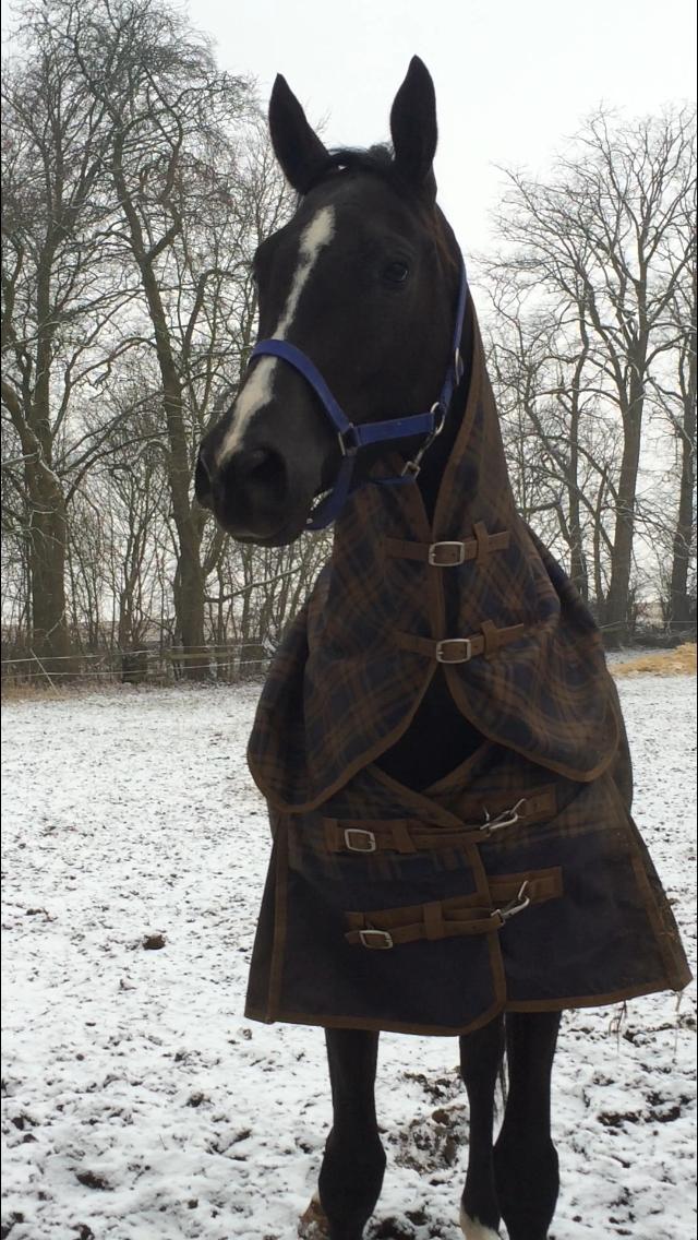 Trakehner Belle noir billede 6