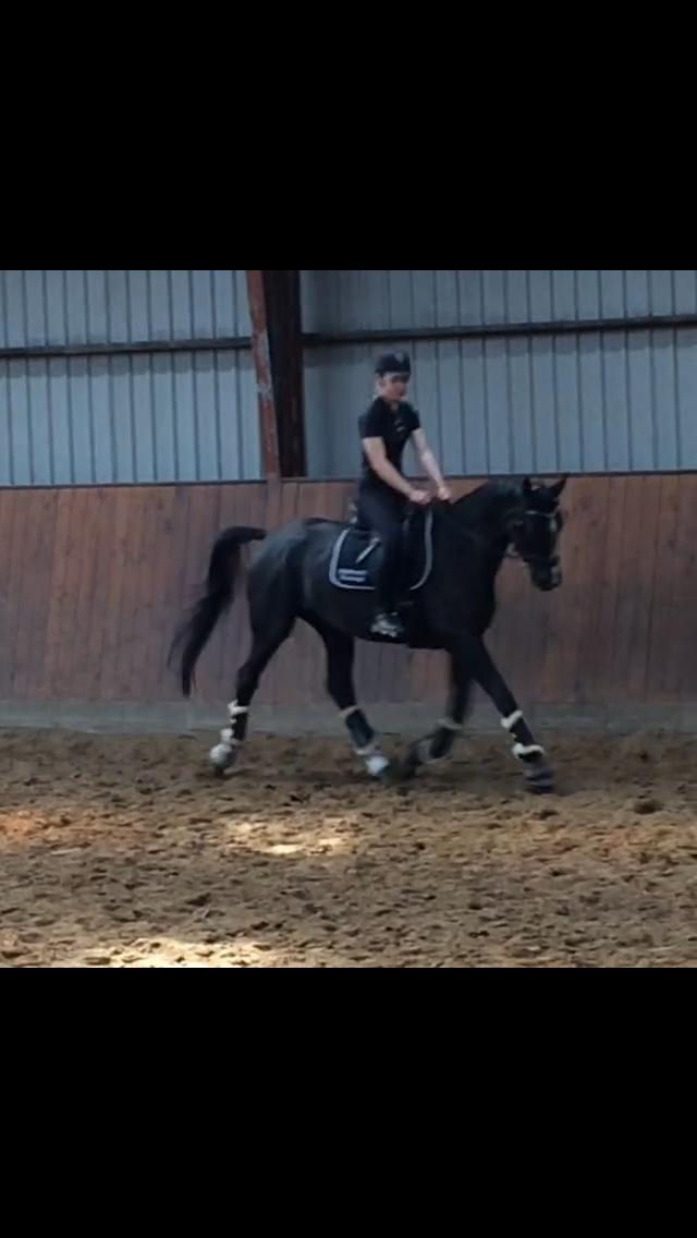 Trakehner Belle noir billede 7