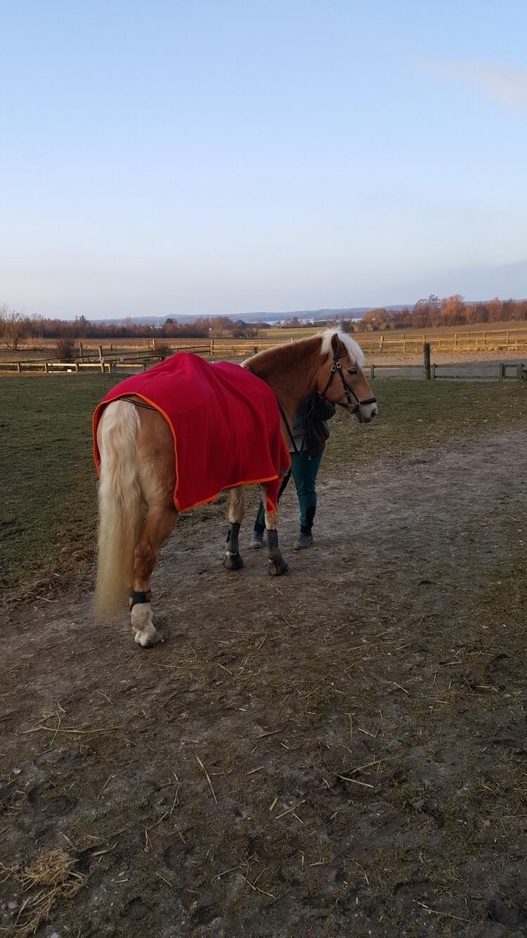 Haflinger Kiwi elghusets - solgt - kiwi marts 2016 da vi lige havde fået hende hjem billede 1
