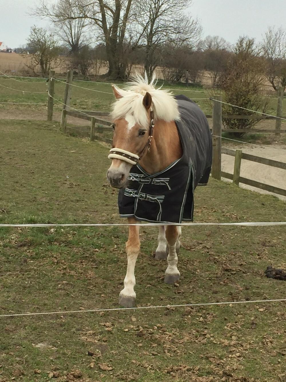 Haflinger Kiwi elghusets - solgt - foldbums billede 2