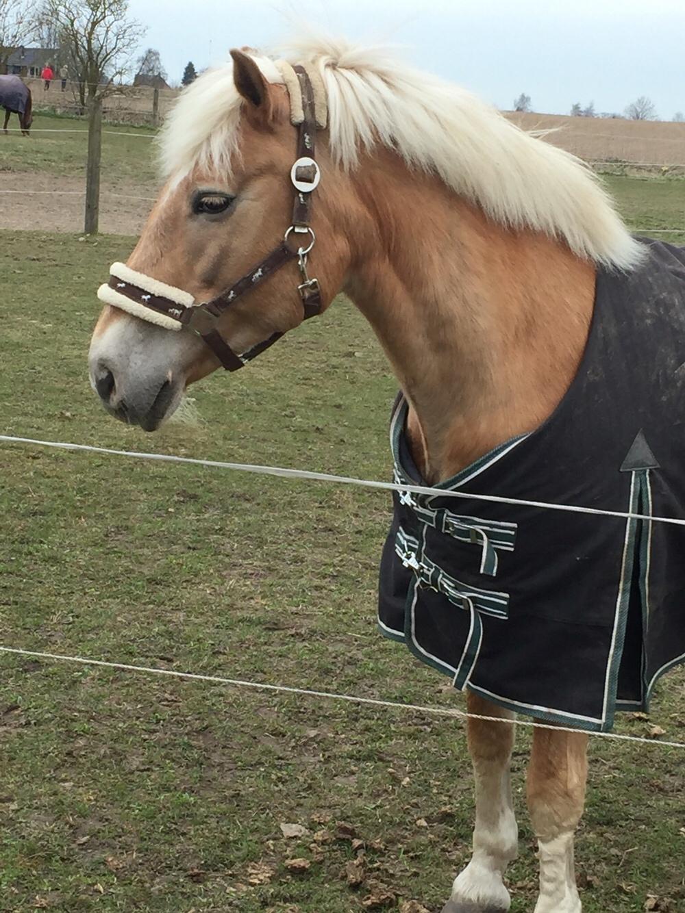 Haflinger Kiwi elghusets - solgt billede 3