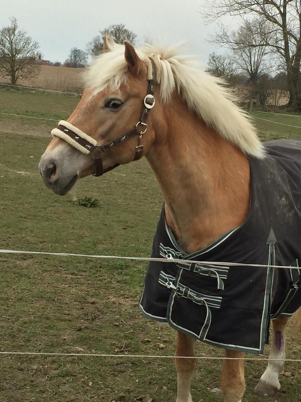 Haflinger Kiwi elghusets - solgt billede 4