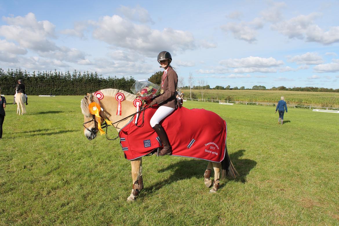 Fjordhest Merkur Skovå - Danmasrksmester 2015 billede 1