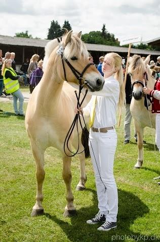 Fjordhest Merkur Skovå - Det Fynske Dyrskue 2014 billede 5