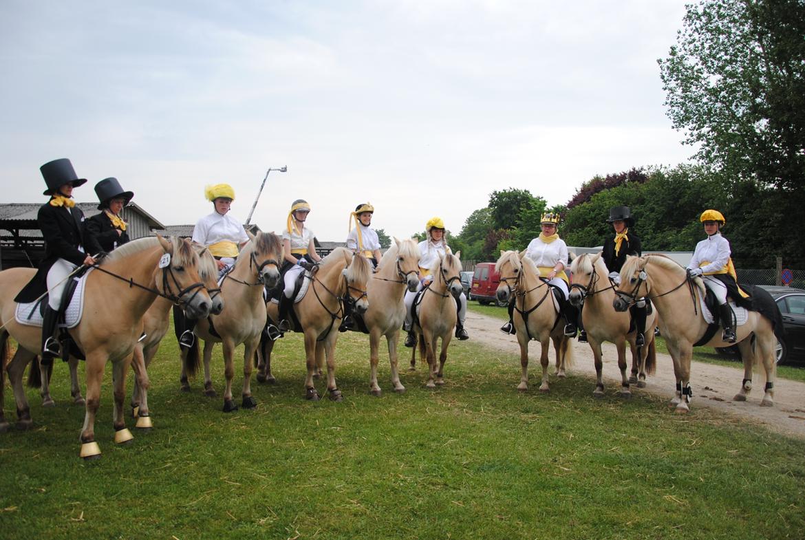 Fjordhest Merkur Skovå - Det Fynske Dyrskue 2015 billede 8