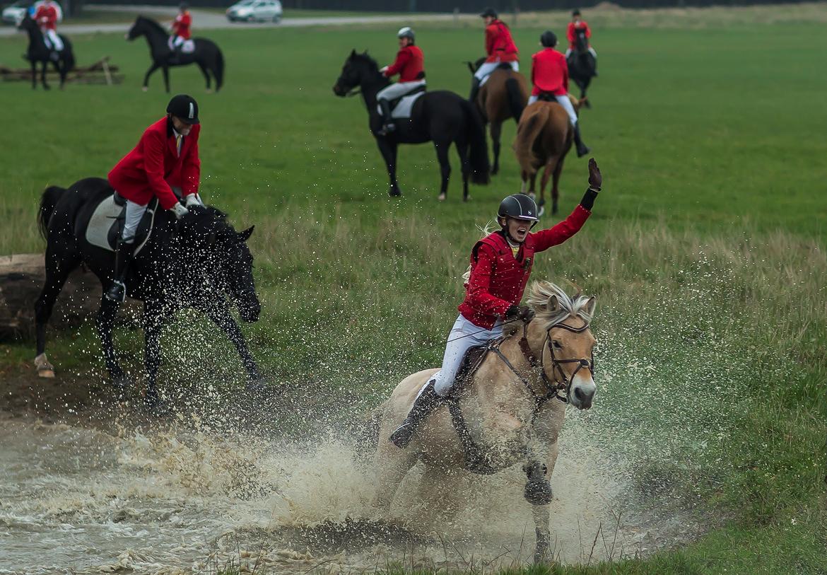 Fjordhest Merkur Skovå - Hubertusjagt med Fyns Jagtrideklub 2015 billede 9