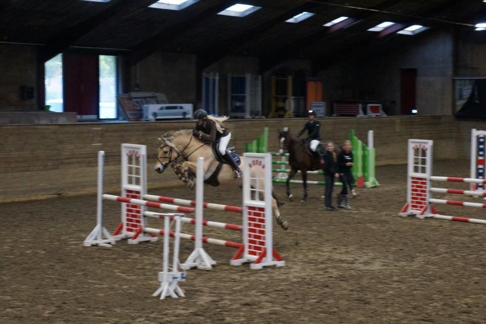 Fjordhest Merkur Skovå - Distriksstævne 2015 LB*, 1 plads  billede 16