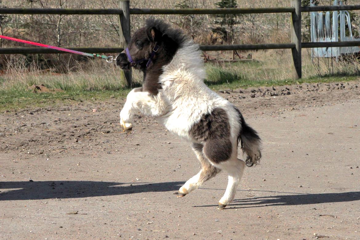 Miniature My Second Chance For Happiness - Nej, Happy gider ikk flere billeder.. 11 April 2016. billede 24