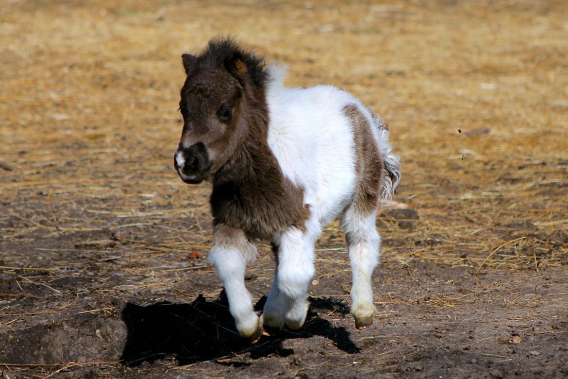 Miniature My Second Chance For Happiness - Turbo Happy. 1 April 2016 billede 41