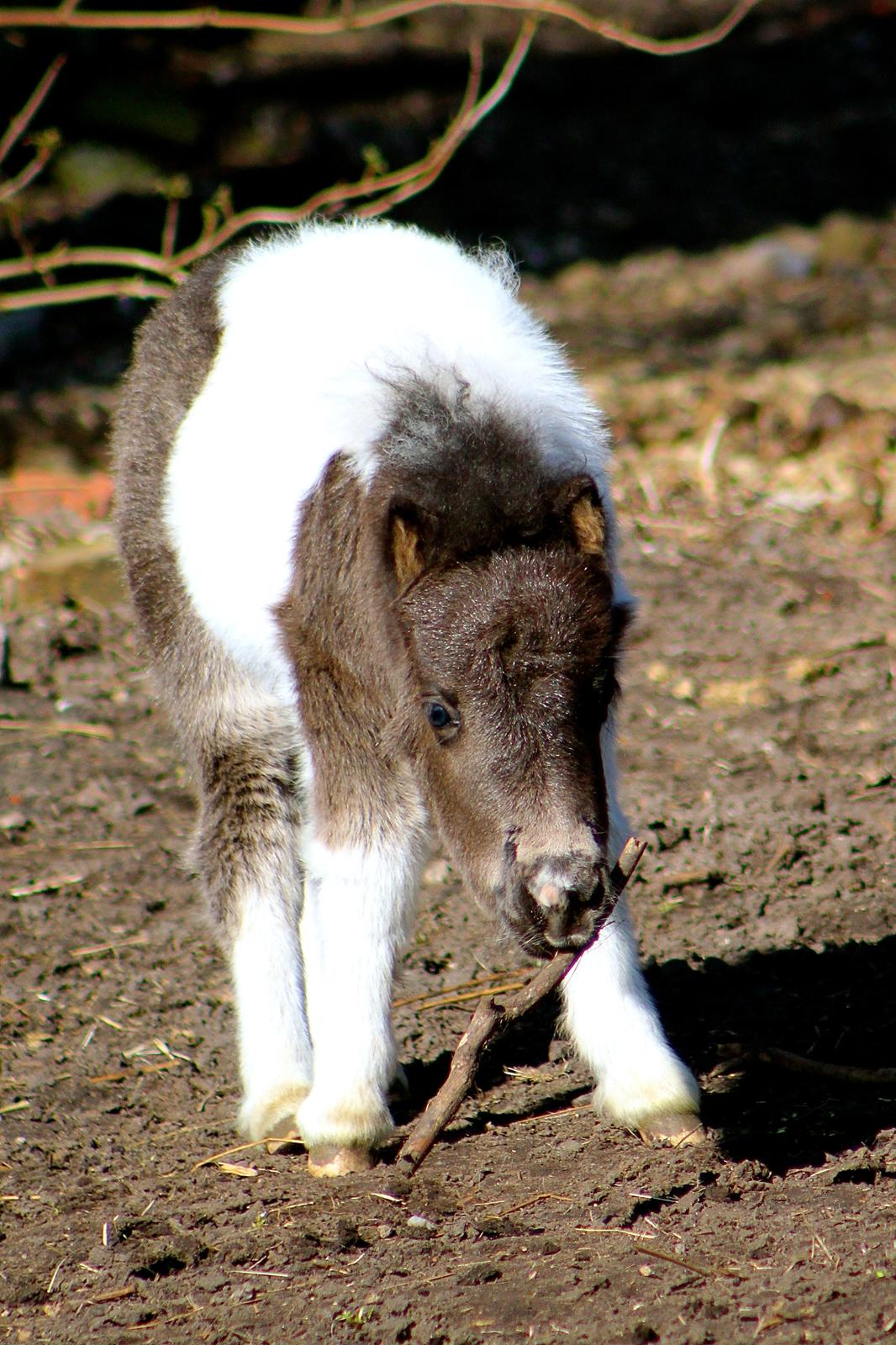 Miniature My Second Chance For Happiness - 1 April 2016. billede 43