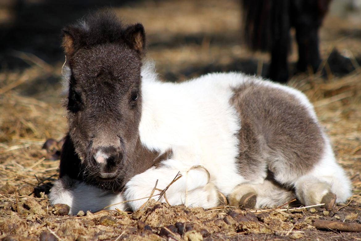 Miniature My Second Chance For Happiness - 1 April 2016. billede 25