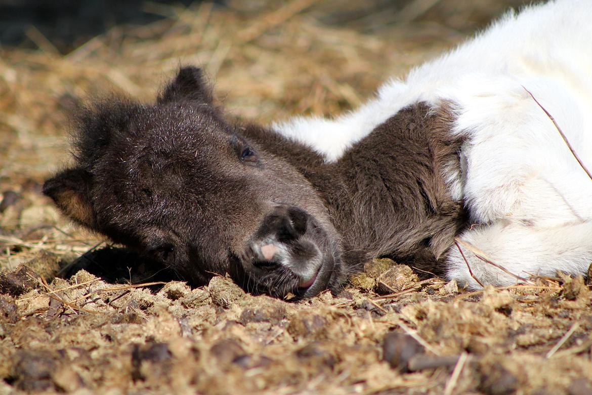 Miniature My Second Chance For Happiness - 1 April 2016. billede 50