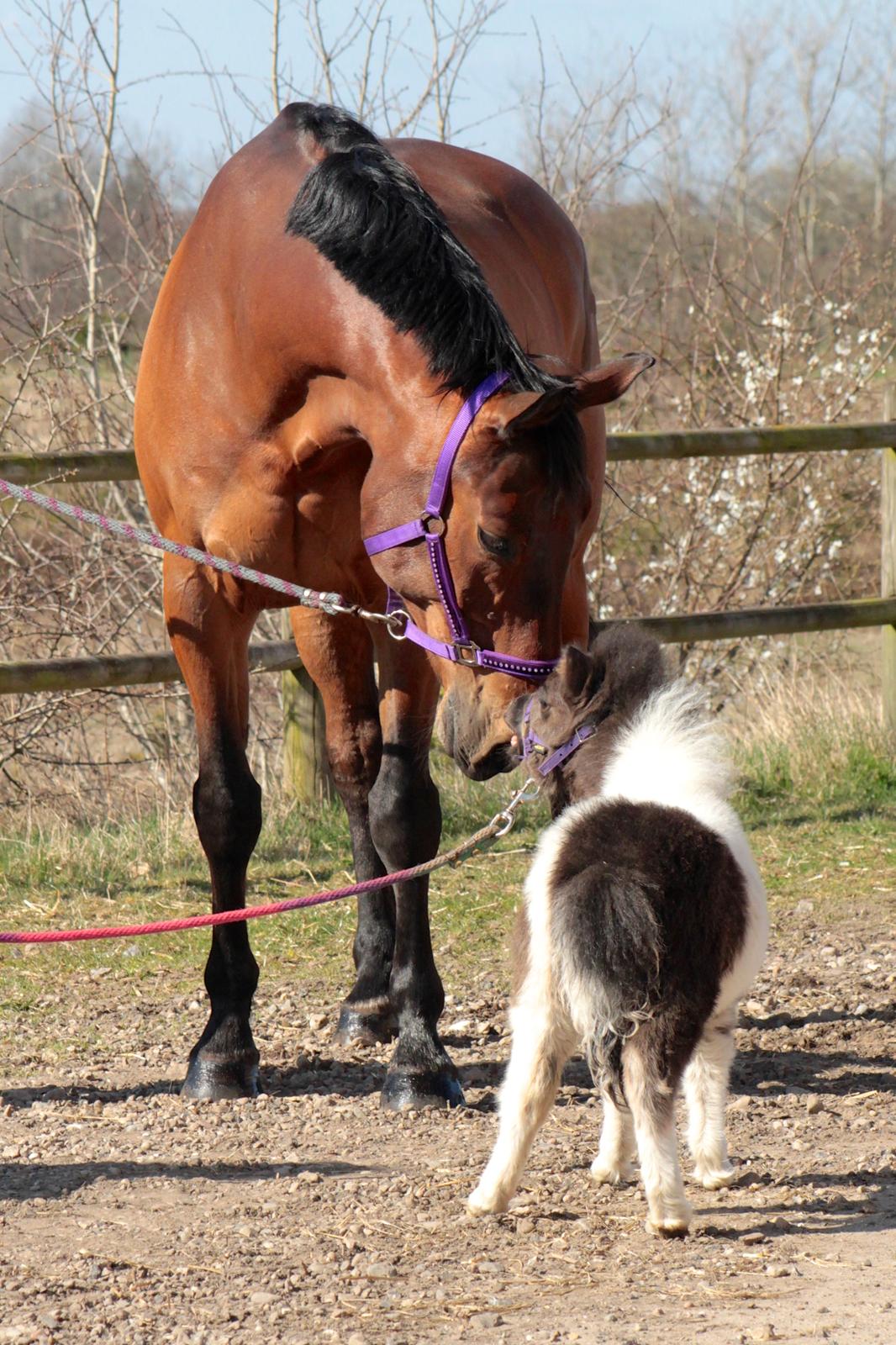 Dansk Varmblod Gørklintgårds flash - 11 April 2016, Flash møder Happy. billede 39