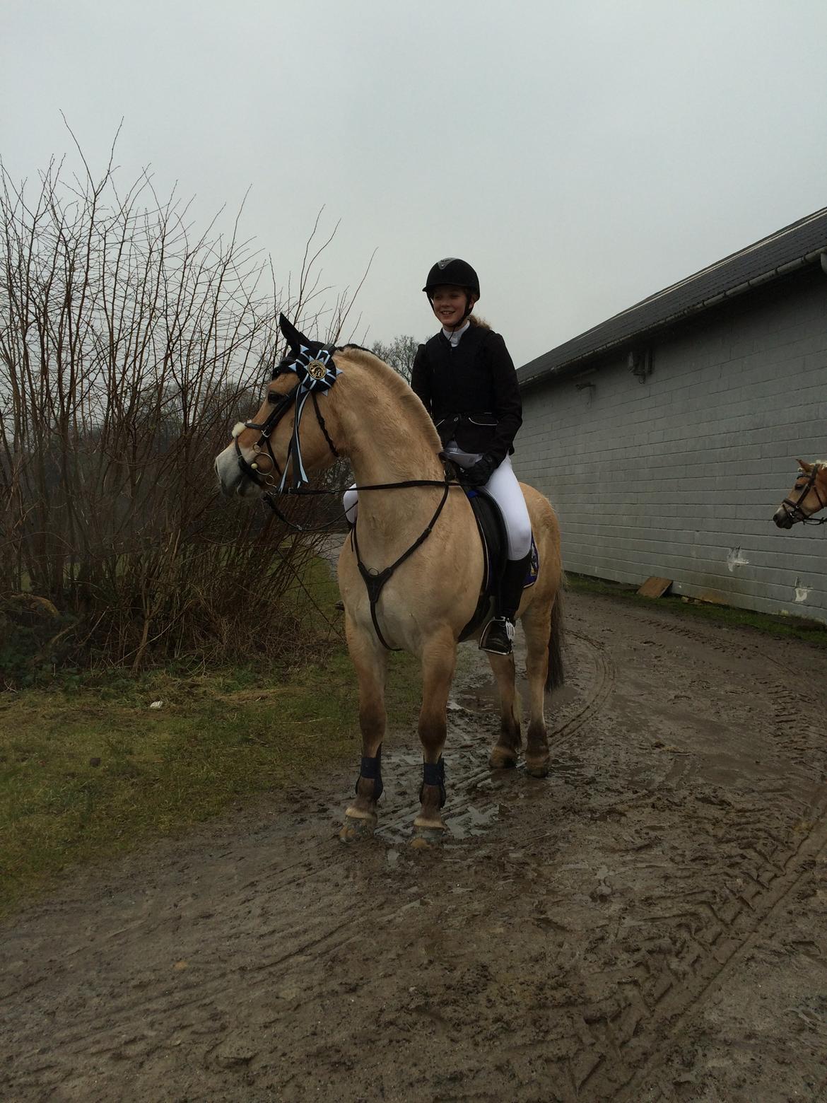 Fjordhest Bob - 2. plads i LC på Svendborg rideklub 🔝 billede 5