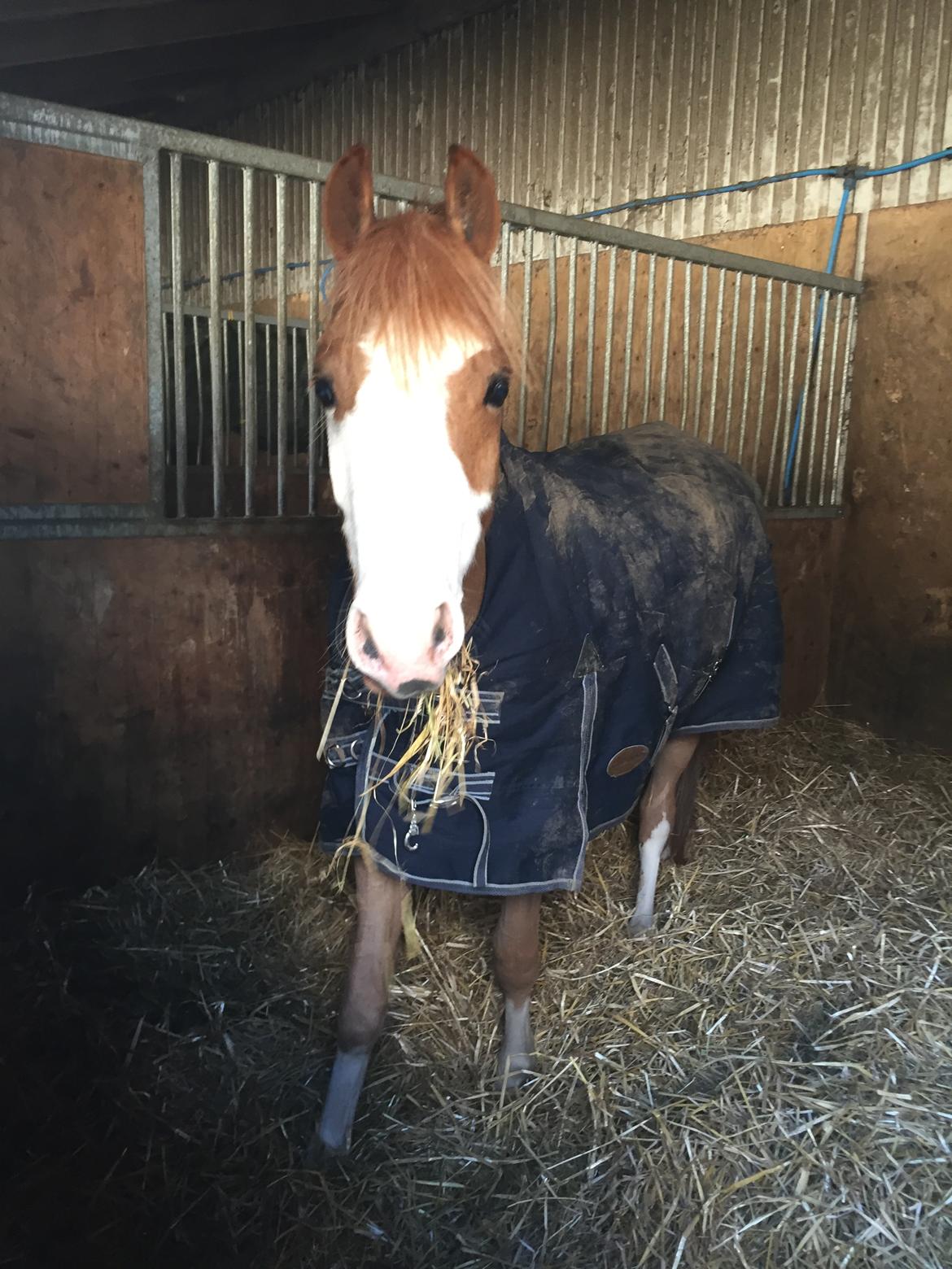 Welsh Pony (sec B) Bourbon billede 7