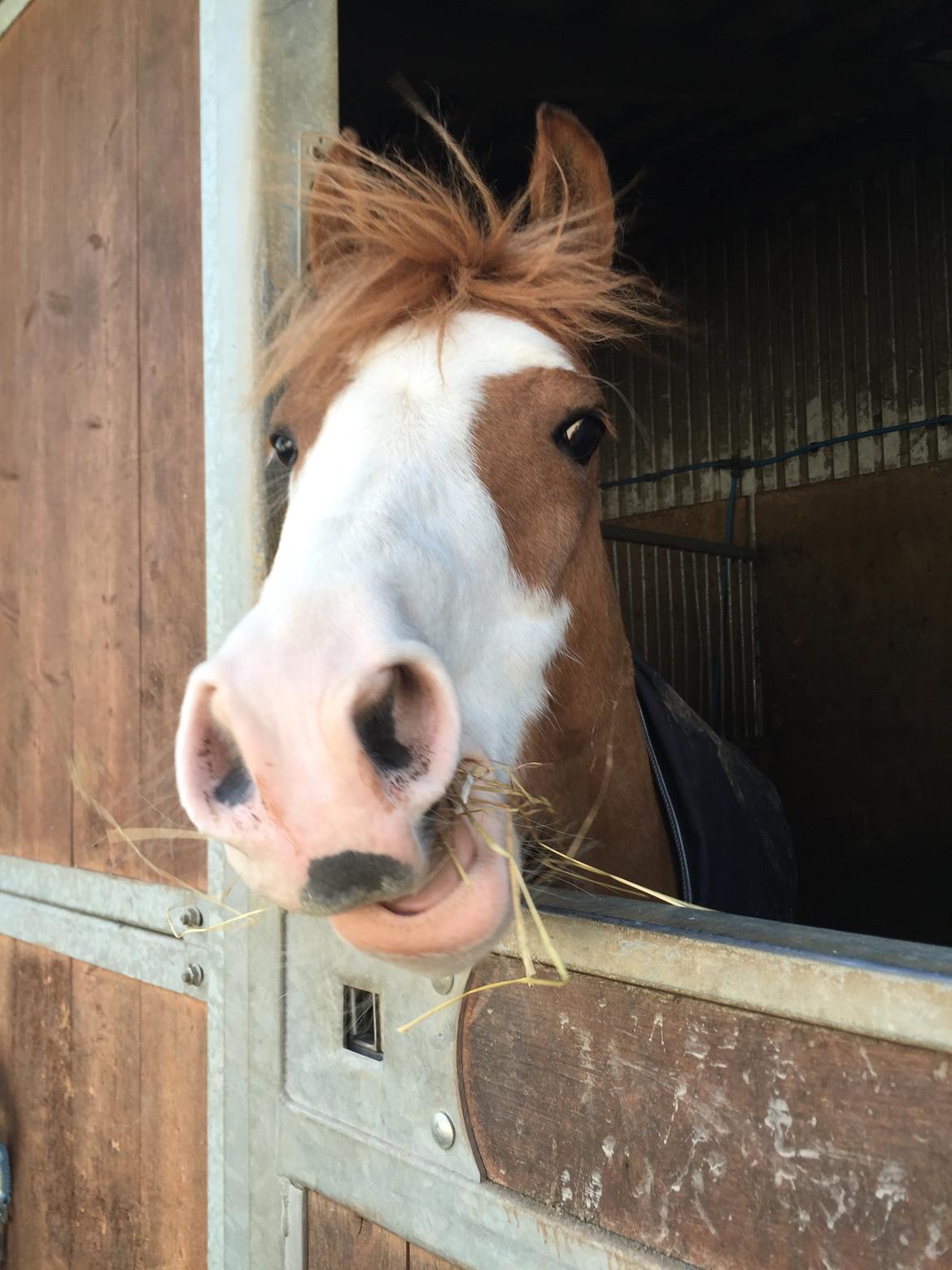 Welsh Pony (sec B) Bourbon billede 4