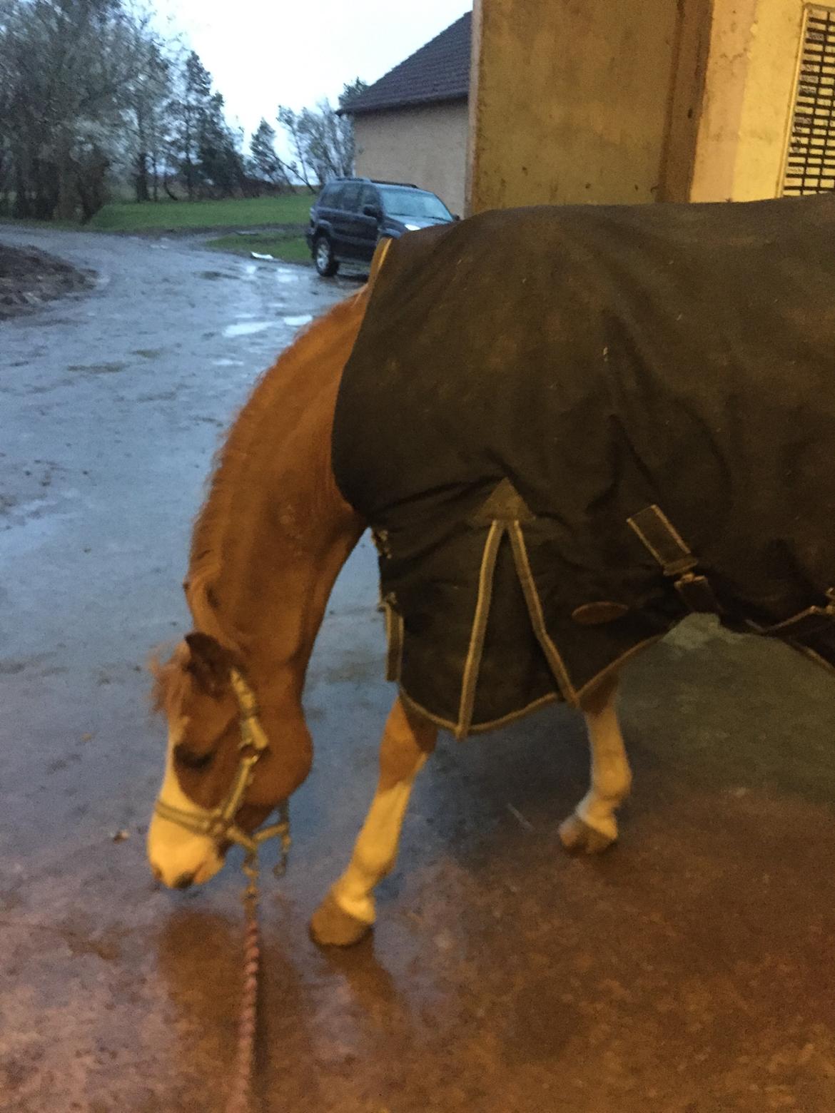 Welsh Pony (sec B) Bourbon billede 5