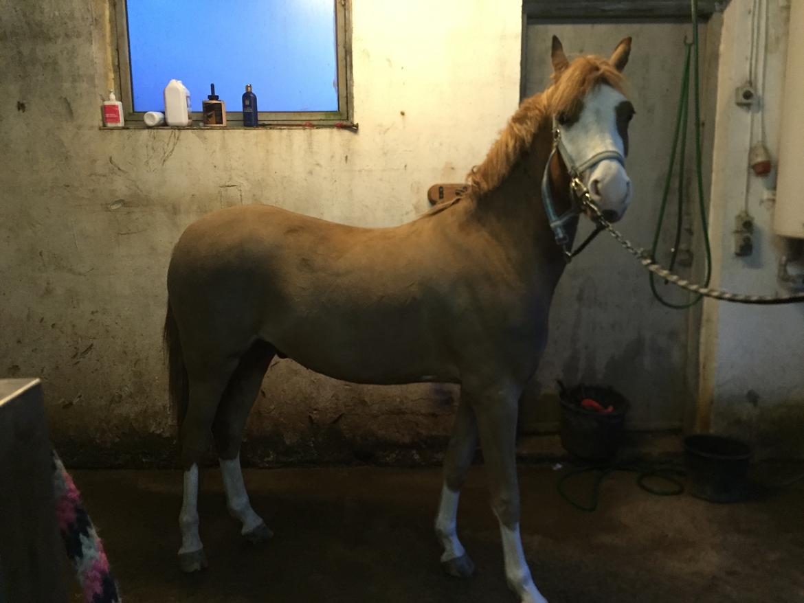 Welsh Pony (sec B) Bourbon billede 6