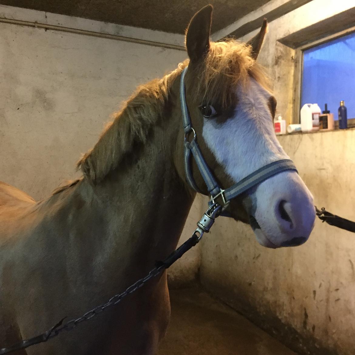 Welsh Pony (sec B) Bourbon billede 8