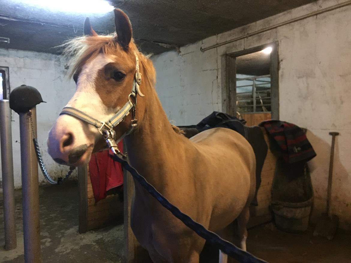 Welsh Pony (sec B) Bourbon billede 9