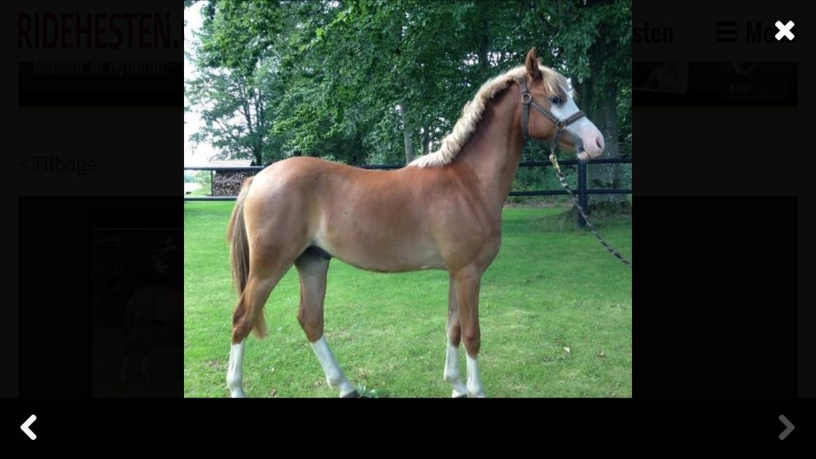 Welsh Pony (sec B) Bourbon billede 10