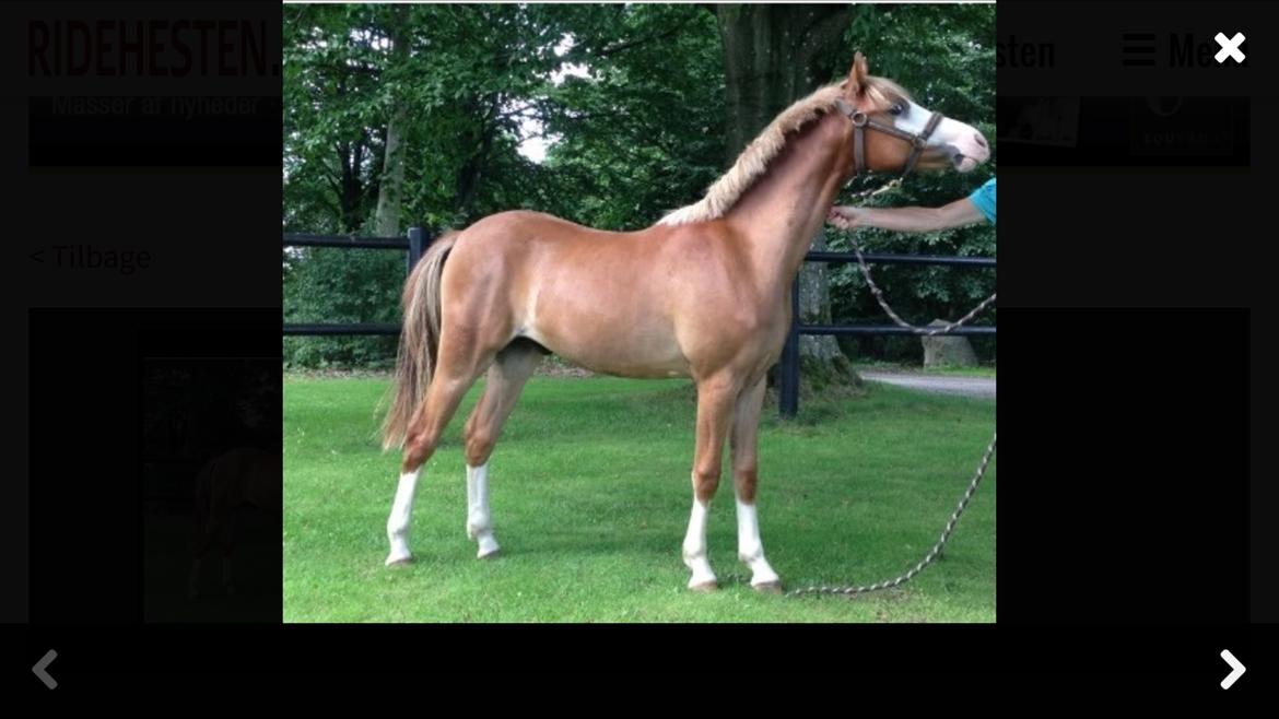 Welsh Pony (sec B) Bourbon billede 3